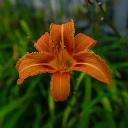 아파트 In 폴리아나